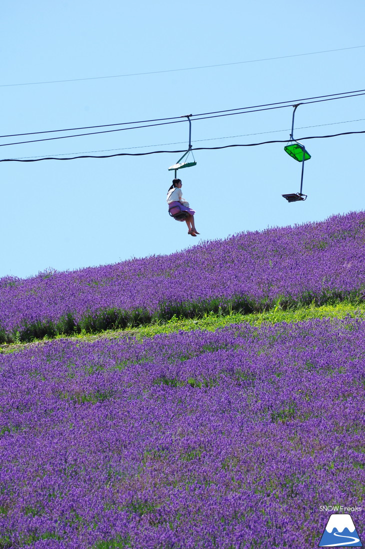 カメラを片手に夏の中富良野～上富良野・ラベンダー花畑巡り☆